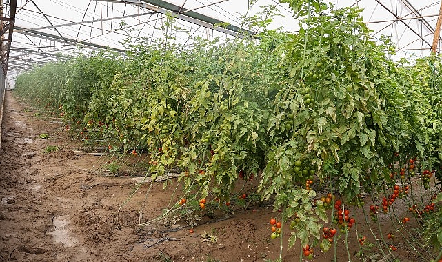 Büyükşehir Belediyesi Aksulu çiftçilerin yanında