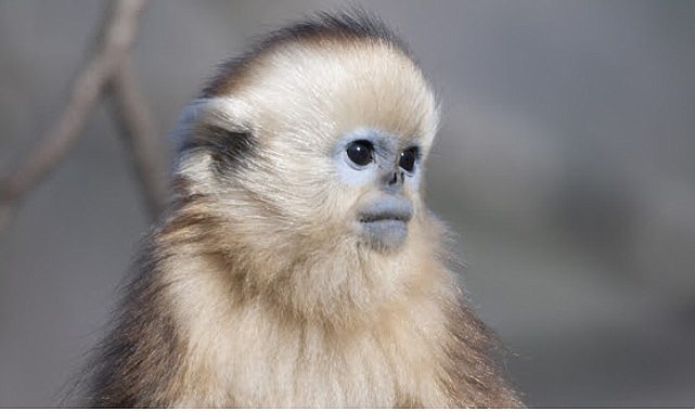 İzleyicileri Masalsı Bir Dünyaya Götürecek Olan ‘Çin’in Gizli Krallıkları Özel’, 15 Eylül Salı Saat 20.00’de İlk Bölümüyle National Geographic WILD Ekranlarında!