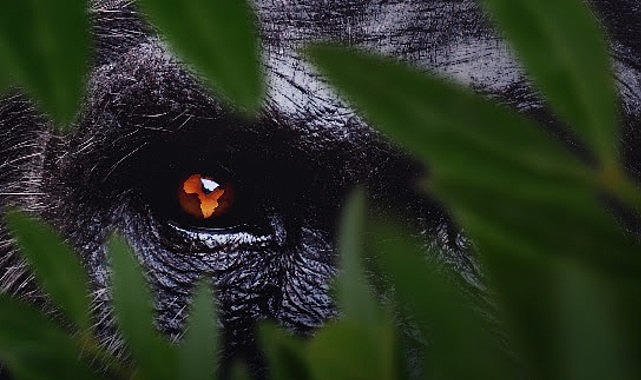 7 Bölümden Oluşan ‘Afrika: Vahşi Yuvamız’, 3 ve 4 Ekim Cumartesi/Pazar Günleri 15.15’te Art Arda Bölümlerle National Geographic’te İzleyicilerle Buluşuyor