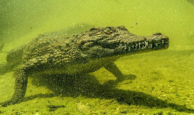 ‘Okavango’nun Vahşi Timsahları’, 4 Ekim Pazar Saat 20.00’de National Geographic WILD Ekranlarında!